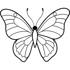     Butterfly vector illustration.
