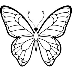     Butterfly vector illustration.
