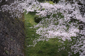 Sakura, Kenrokuen, Castle, Kanazawa.
