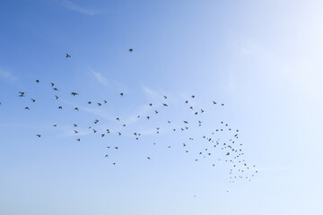 Birds flock pigeons flying sky nature naturalistic - 783584379