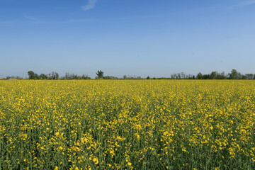 Brassica napus Turnip Rapeseed landscape panorama - 783584581