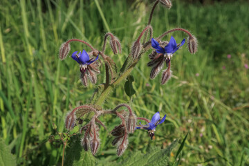 Borago officinalis Borage Common Borage flower - 783585332