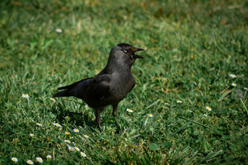 Kawka na trawie | Jackdaw bird on the grass