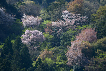 山の春　春の芽吹き