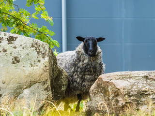 Sheep Standing Next to Large Rocks in a Field