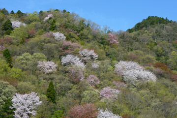 山の春　春の芽吹き
