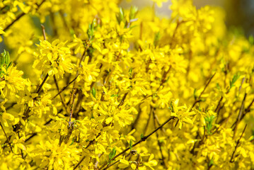 Spring natural background of the branches of the blooming Forsythia
