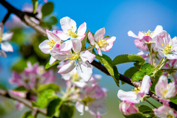 Obraz premium appletree blossom branch in the garden in spring 