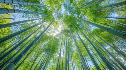 Fototapeta na wymiar A forest of tall green bamboo trees with a clear blue sky above. The trees are so tall that they seem to reach the sky. Concept of peace and tranquility, as the tall trees provide a sense of shelter