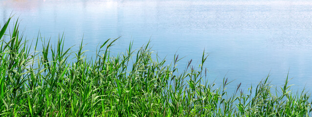 Fresh green grass banner in morning sunlight on the lake. Beautiful nature closeup field landscape with water droplets. Selective focus. - 783592774