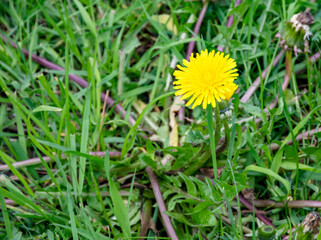 dandelion flower on grass in Black forest Germany