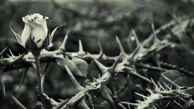 Captured in monochrome, a single white rose blooms amidst a thicket of sharp thorns. In stark contrast to the prickly spines, the rose's petals appear soft and delicate. 