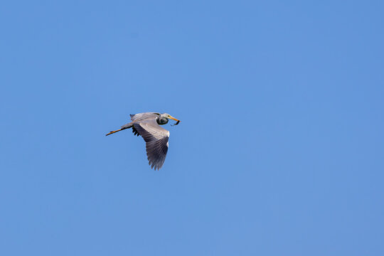big water bird flying, Grey Heron, Ardea cinerea