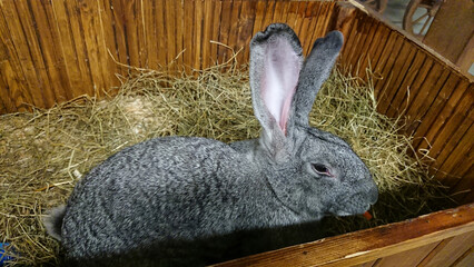 Majestic Grey Rabbit Munching on Carrot in Straw-Filled Hutch