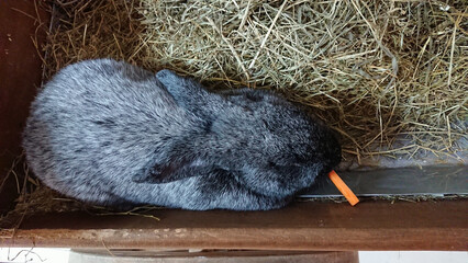 Sleeping Grey Rabbit in a Comfortable Straw Nest