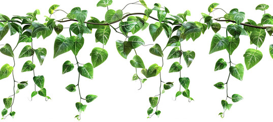 Vine plant jungle climbing isolated on white background
