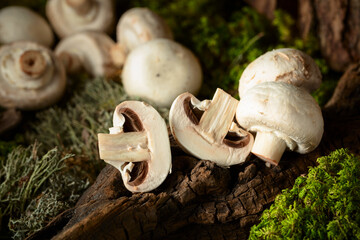 White champignons on a snag in a moss forest.
