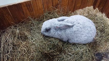 Slumbering Silver Rabbit in a Cozy Straw Bed