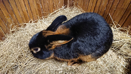Black and Tan Rabbit with Carrot Piece in Hutch