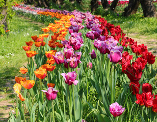 flowered flowerbeds in spring with tulips flowers of varied colors for sale in the floriculture farm - 783598161