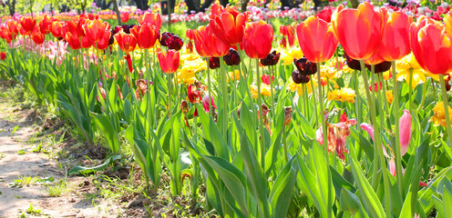 tulips of various colors bloomed in spring symbol of the Netherlands - 783598523