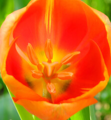 Macro photograph of tulip flower detail with  pistil and pollen dust and colorful petals