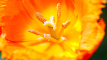 tulip flower detail with stamens pistil pollen with colorful petals to attract pollinating insects - obrazy, fototapety, plakaty