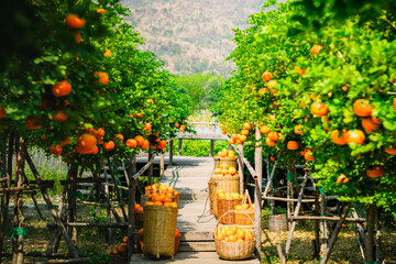 Oranges fresh in mandarin orange plantation