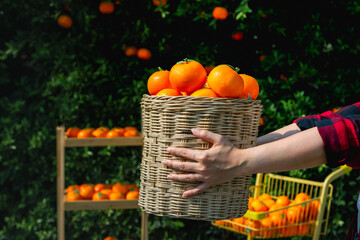 Gardener oranges fresh in mandarin orange plantation - obrazy, fototapety, plakaty