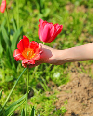 hand of girl picking red tulip flowers blooming in the spring