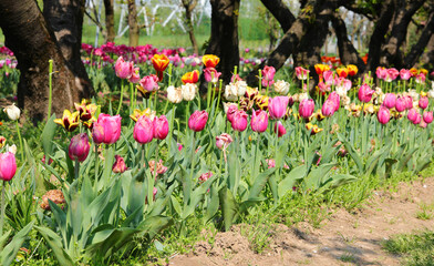 tulip flowers of various colors bloomed in spring symbol of the Netherlands - 783599145