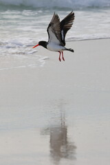 An Australian Pied Oystercatcher, shorebird, in flight, wet beach, reflection wet sand