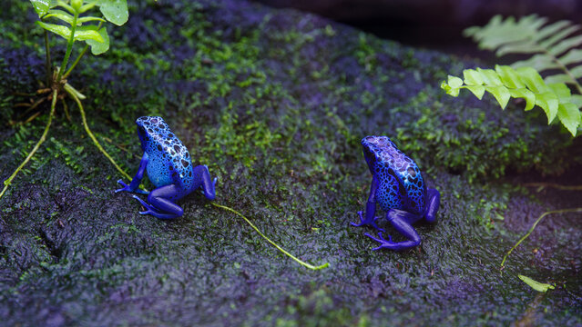 two blue poison dart frogs (Dendrobates azureus)