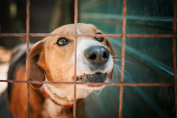 Photo of the rescued dog from dogs shelter. lives  in their boxes . They are fed regularly and have...