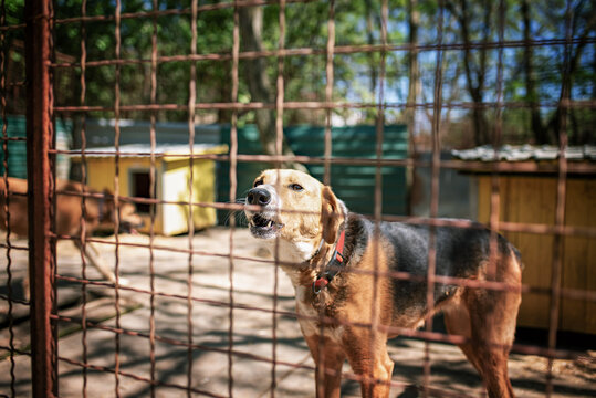 Photo of the rescued dog from dogs shelter. lives  in their boxes . They are fed regularly and have constant veterinary care. They also go out for walks and have obedience and socialization trainings
