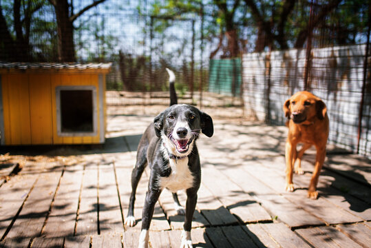 Pair of rescued dogs in their cages. They are fed regularly and have constant veterinary care. They also go out for regular walks and they  have obedience and socialization training