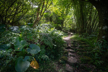 Trail pass by the beautiful bamboos,and sunlight shines between leafs, in Bengshankeng historical...