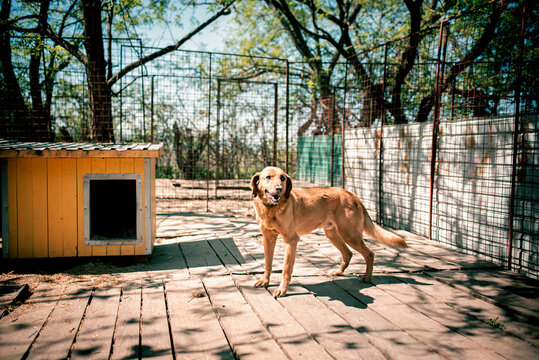 Photo of the rescued dog from dogs shelter. lives  in their boxes . They are fed regularly and have constant veterinary care. They also go out for walks and have obedience and socialization trainings