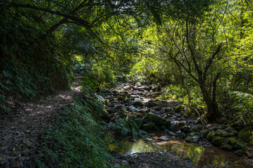 Fototapeta premium Lovely scene of a river corner, trail next to the river hidden in the forest, and sunlight shines between leafs, in Bengshankeng historical trail, New Taipei City, Taiwan.