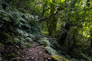 Historic trail hidden in the forest, and sunlight go through leafs shine on the trail, in Bengshankeng historical trail, New Taipei City, Taiwan.