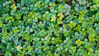 クローバー　三つ葉　四つ葉　幸運　背景　一面