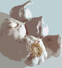 Realistic illustration of fresh unpeeled garlic.