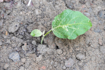 Brinjal plant seedlings growing from soil in the home garden. Young seedlings of eggplant trees in...