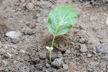 Eggplant tree seedlings grow from soil in the home garden. Young seedlings of Brinjal plant in the...