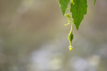 Freshly grown bitter gourd (Momordica charantia) hanging on trees in the vegetable garden. It is also known as bitter melon, bitter cucumber, balsam pear, leprosy gourd, karela, korola, and korolla.  - obrazy, fototapety, plakaty