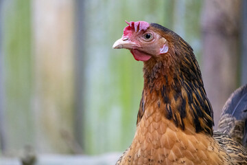 Closeup of a Domestic female chicken with beautiful blurred background. The hen is looking at the camera.