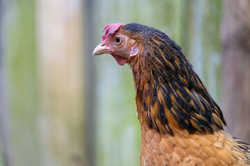 Closeup of a Domestic female chicken with beautiful blurred background.