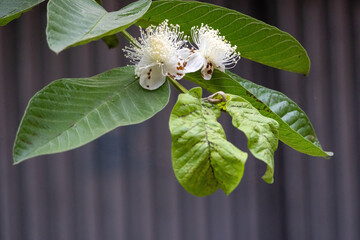 Guava tree branch with guava flowers in bloom 