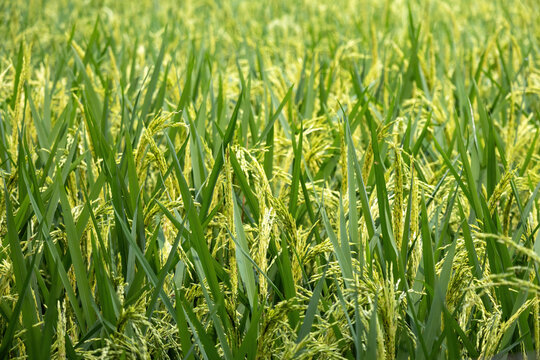 Fresh rice in paddy field. Bangladesh agriculture field by rural farmers.
