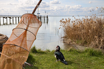 Lake Trasimeno, Magione, Perugia, Umbria, Italy: view of the shore with a Muscovy duck and a fish trap in the dock of Sant'Arcangelo - 783604717